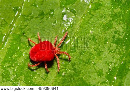 A Close Up Of A Red Velvet Mite Foraging On A Green Leaf In Connecticut.