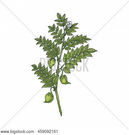 Chickpea With Green Leaves Leguminous Plant Sketch Vector Illustration Isolated.