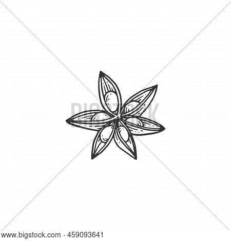 Hand Drawn In Black Line Anise Star, Engraving Vector Illustration Isolated.