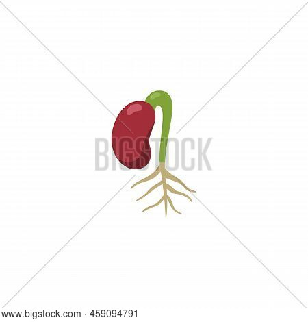 Red Kidney Bean Seedling With Root, Flat Cartoon Vector Illustration Isolated.