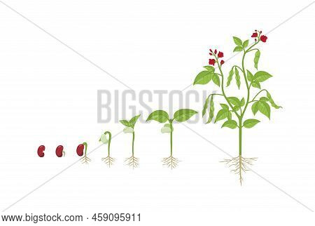 Kidney Bean Growing Process From Seed To Sprout, Adult Plant And Flower, Flat Vector Illustration On