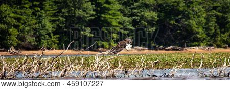 Bald Eagle (haliaeetus Leucocephalus) Flying Over The Rainbow Flowage In Northern Wisconsin, Panoram