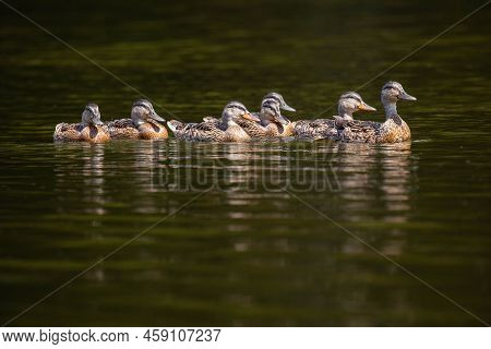Adult Mallard Duck (anas Platyrhynchos) Taking Its Young For A Swim, Horizontal
