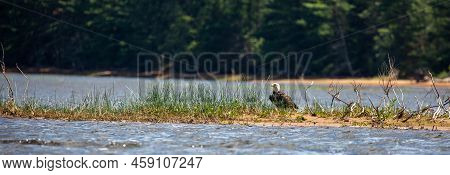 Bald Eagle (haliaeetus Leucocephalus) Perched On The Ground On A Small Island, Panorama