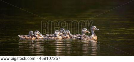 Adult Mallard Duck (anas Platyrhynchos) Taking Its Young For A Swim, Panoram
