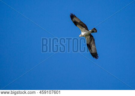 Ospray (pandion Haliaetus) Flying In A Blue Sky, Horizontal