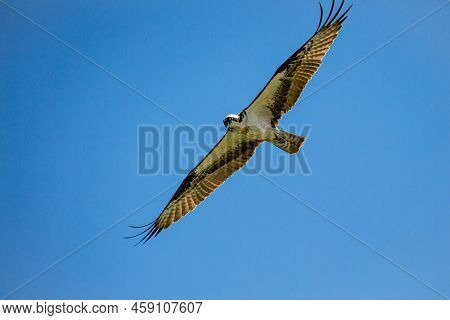 Ospray (pandion Haliaetus) Flying In A Blue Sky, Horizontal