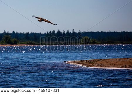 Young Bald Eagle(haliaeetus Leucocephalus) Flying Over The Rainbow Flowage In Northern Wisconsin, Ho