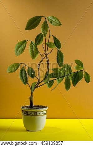 Calamondin Bush Fruitless On A Brown Background