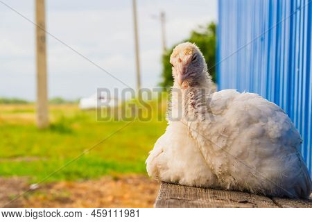 Turkey Cubs. Little Turkeys. Feeding And Caring For Birds. Poultry Farm. Village Life And Farming. T