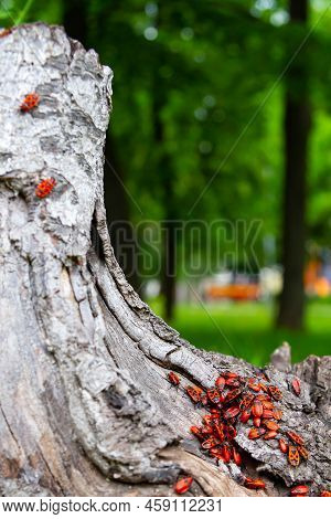 Turkey Cubs. Little Turkeys. Feeding And Caring For Birds. Poultry Farm. Village Life And Farming. T