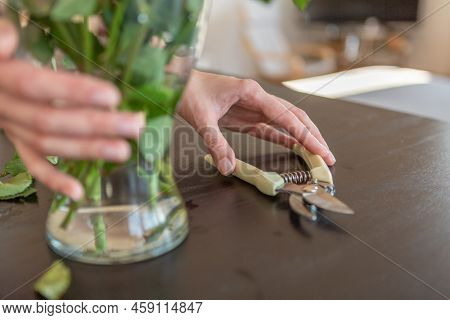 Woman Hand Taking Garden Scissors To Cut Flowers
