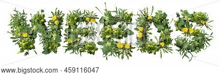 Weeds And Dandelion With Clover And Crab Grass Pest Weed Problem As Unwanted Plants As A Symbol For 