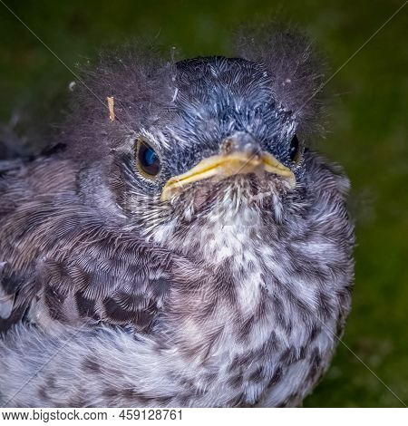 A Bad Hair Day. A Grumpy-looking Baby Northern Mockingbird (mimus Polyglottos) Poses For A Good Meme