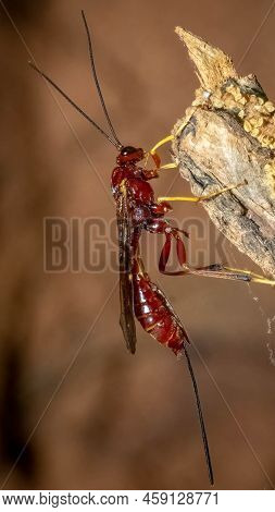 A Species Of Ichneumon Wasp, Coleocentrus Rufus, Grooms On A Piece Of Wood. Raleigh, North Carolina.