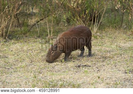 Capybara, Hydrochoerus Hydrochaeris, Largest Living Rodent, Native To South America, A Summer Aftern