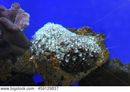 The Goniopora Coral In Aquarium Close Up