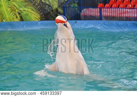 Belukha Performs An Exercise Ball