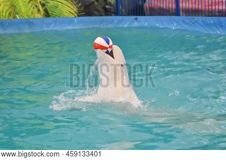 Belukha Performs An Exercise Ball