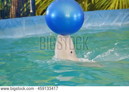 Belukha Performs An Exercise Ball