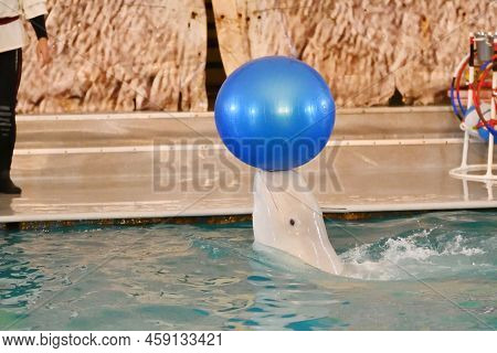Belukha Performs An Exercise Ball