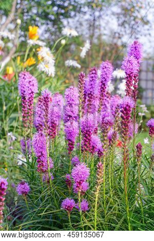 Liatris Spicata Flower Blooming In The Garden In Summer. Close View.