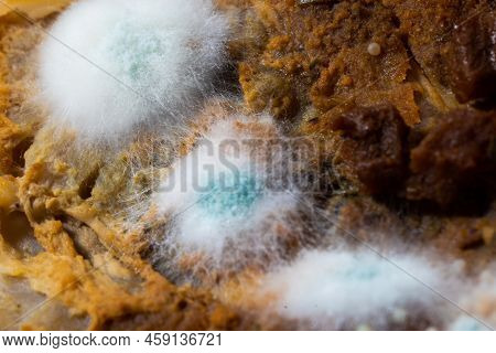 Multicolored Mold On A Food Surface. Close-up Of Colorful Growth Mustiness Mushrooms On A Food. Gree