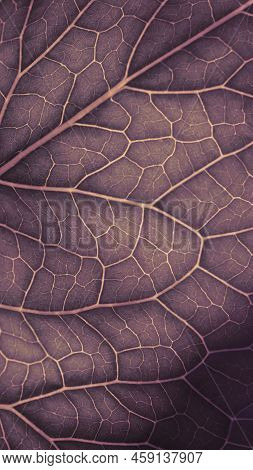 Plant Leaf Closeup. Mosaic Pattern Of Cells Nerves And Veins. Abstract Vegetable Vertical Background