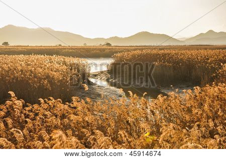 O campo de juncos