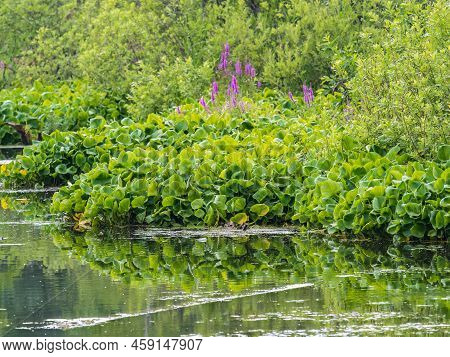 Flowers Of Fireweed, Chamaenerion Angostifolium On A Sunny Summer Day. Chamaenerion Angustifolium - 
