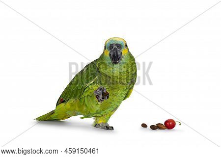 Blue Or Turquoise Fronted Amazone Parrot Aka Amazona Aestiva, Sitting Facing Front. Nut In One Paw A