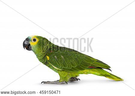Blue Or Turquoise Fronted Amazone Parrot Aka Amazona Aestiva, Sitting Side Ways. Looking To The Side