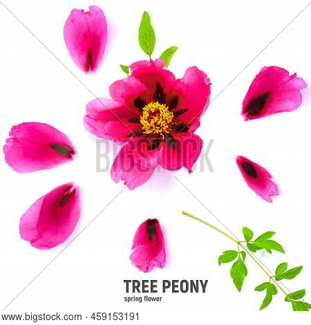 Tree Peony In Flower Close Up. Pink Peony Flowers Isolated On White Background.