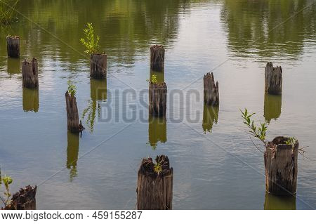The Remains Of A Destroyed Old Wooden Bridge Across The River, Dilapidated Logs Driven Into The Wate