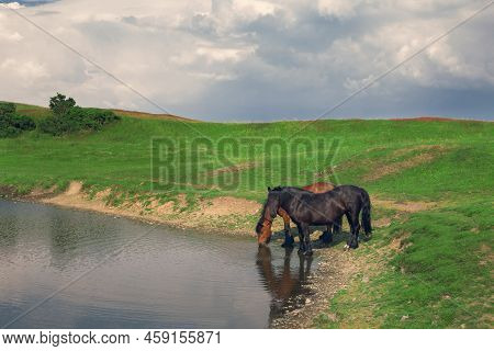 Beautiful Horses Drink Water In The Lake