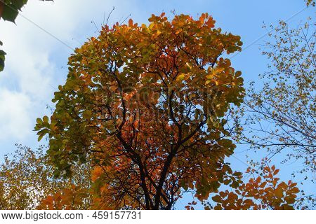 Sky And Autumnal Foliage Of Cotinus Coggygria In November