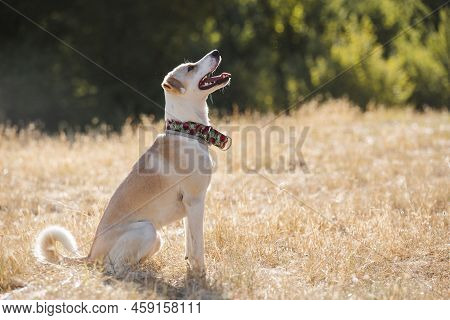 Portrait Of A Female Dog Sitting Waiting For Orders With Backlight