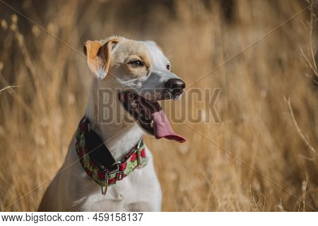 Face Portrait Of A Female Dog Against A Background Of Golden Grass