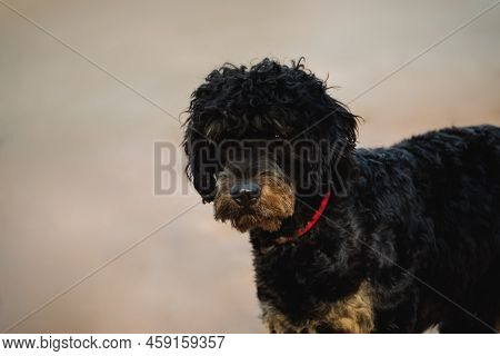 Face Portrait Of An Black Adult Dog With Long Hair Cut