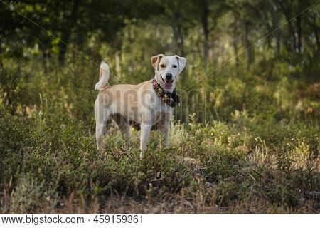 Full Body Portrait Of A Happy Female Dog Standing On The Golden Grass In The Morning
