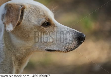 Close Up Portrait Of A Female Dog Sniffing The Air