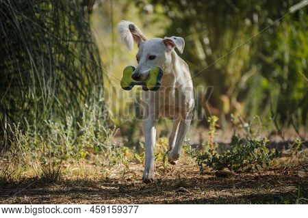 Full Body Portrait Of A Happy Female Dog Playing With Toy In The Morning