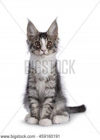 Cute Silver Maine Coon Cat Kitten, Sitting Up Facing Front. Looking Towards Camera. Isolated On A Wh