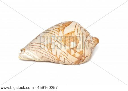 Image Of Andaman Seashell (cymbiola Nobilis) On A White Background. Undersea Animals. Sea Shells.