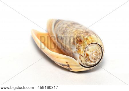 Image Cone Snail Image & Photo (Free Trial) | Bigstock