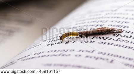Moth Larva In Cocoon On Old Book, Feeding On Paper Or Cellulose, Macro Photo Of Urban Pest, Lack Of 