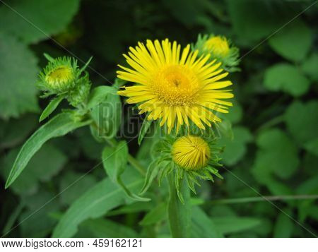 Elecampane (inula Helenium), Also Called Horse-heal Or Elfdock, Is A Widespread Plant Species In The