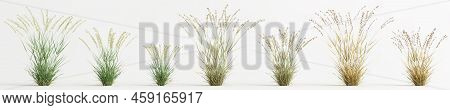 3d Illustration Of Set Bouteloua Curtipendula Grass Isolated On White Background