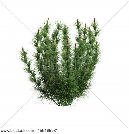 3d Illustration Of Elegia Capensis Grass Isolated On White Background