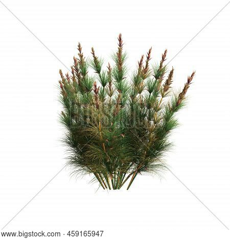 3d Illustration Of Elegia Capensis Grass Isolated On White Background